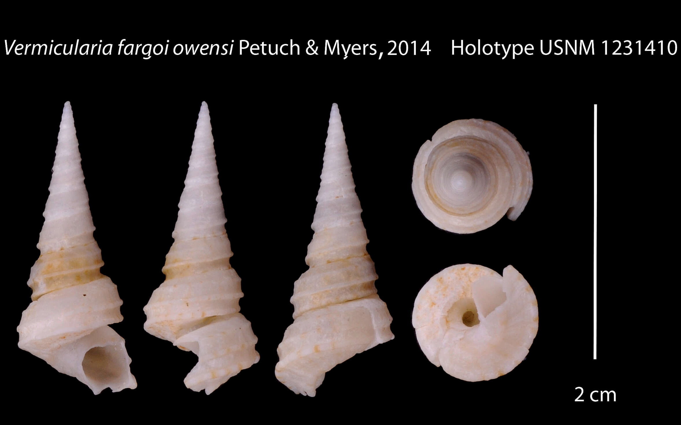 Image of Vermicularia fargoi owensi Petuch & R. F. Myers 2014