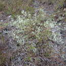 Image of October flower