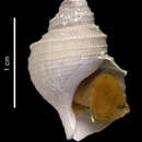 Image of Lusitromina abyssorum (Lus 1993)