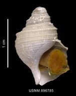 Image of Lusitromina abyssorum (Lus 1993)