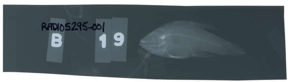 Image of Black cardinalfish