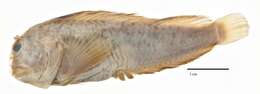 Image of Tasseled Blenny