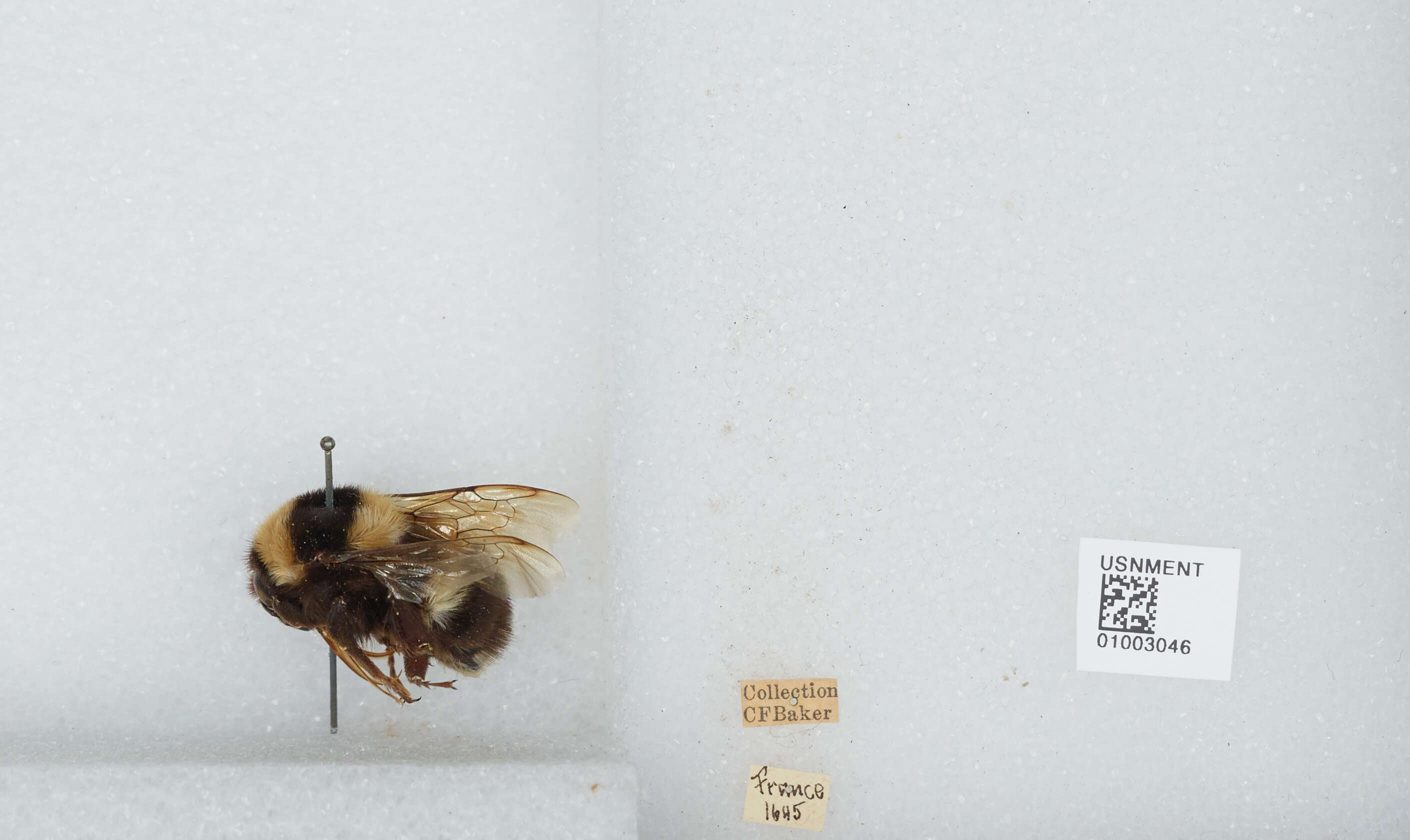 Plancia ëd Bombus hortorum (Linnaeus 1761)