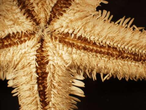 Image of Astropecten antillensis Lütken 1859