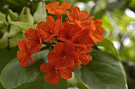 Image of Cordia sebestena var. sebestena