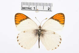 Image of Colotis pallene (Hopffer 1855)