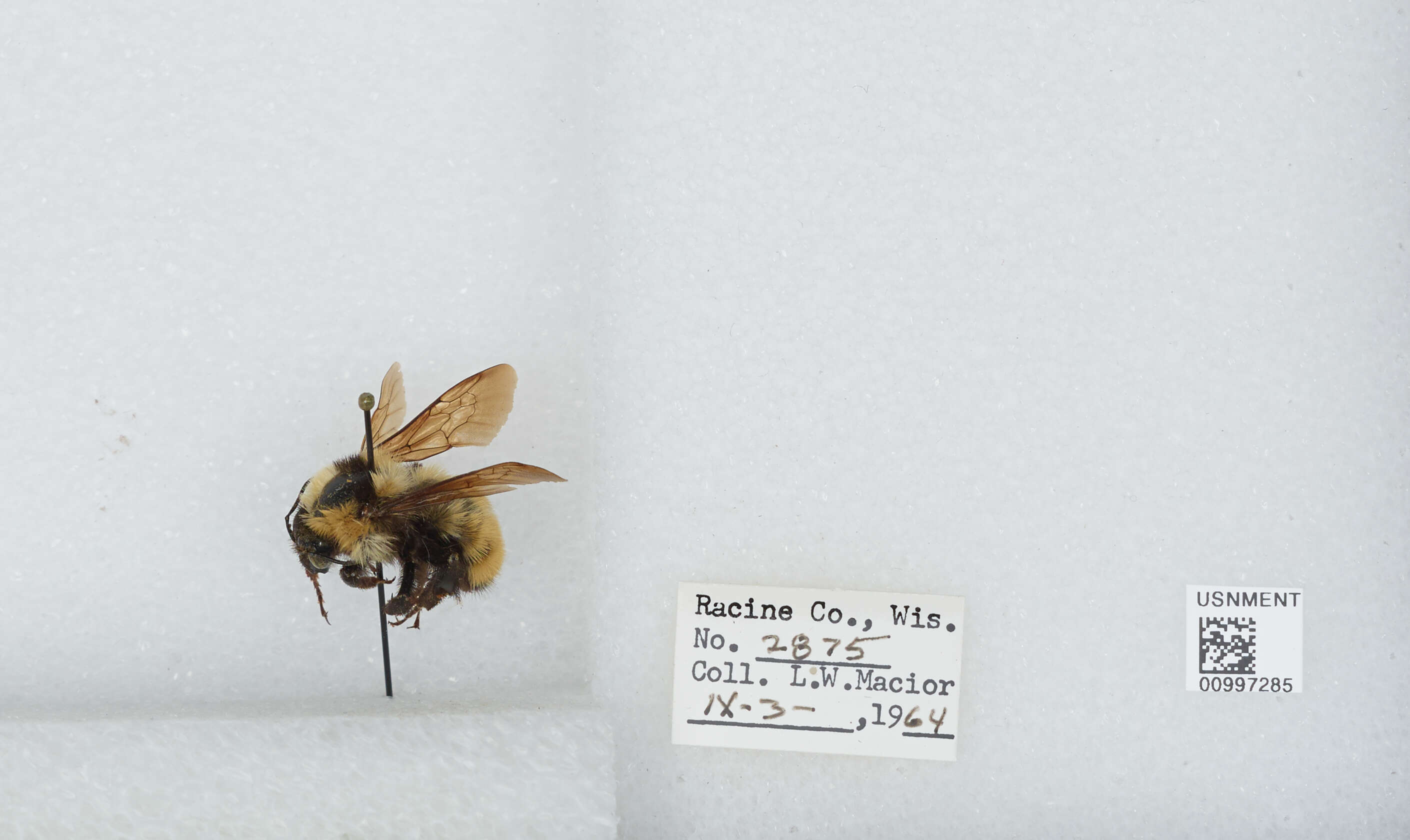 Image de Bombus fervidus (Fabricius 1798)