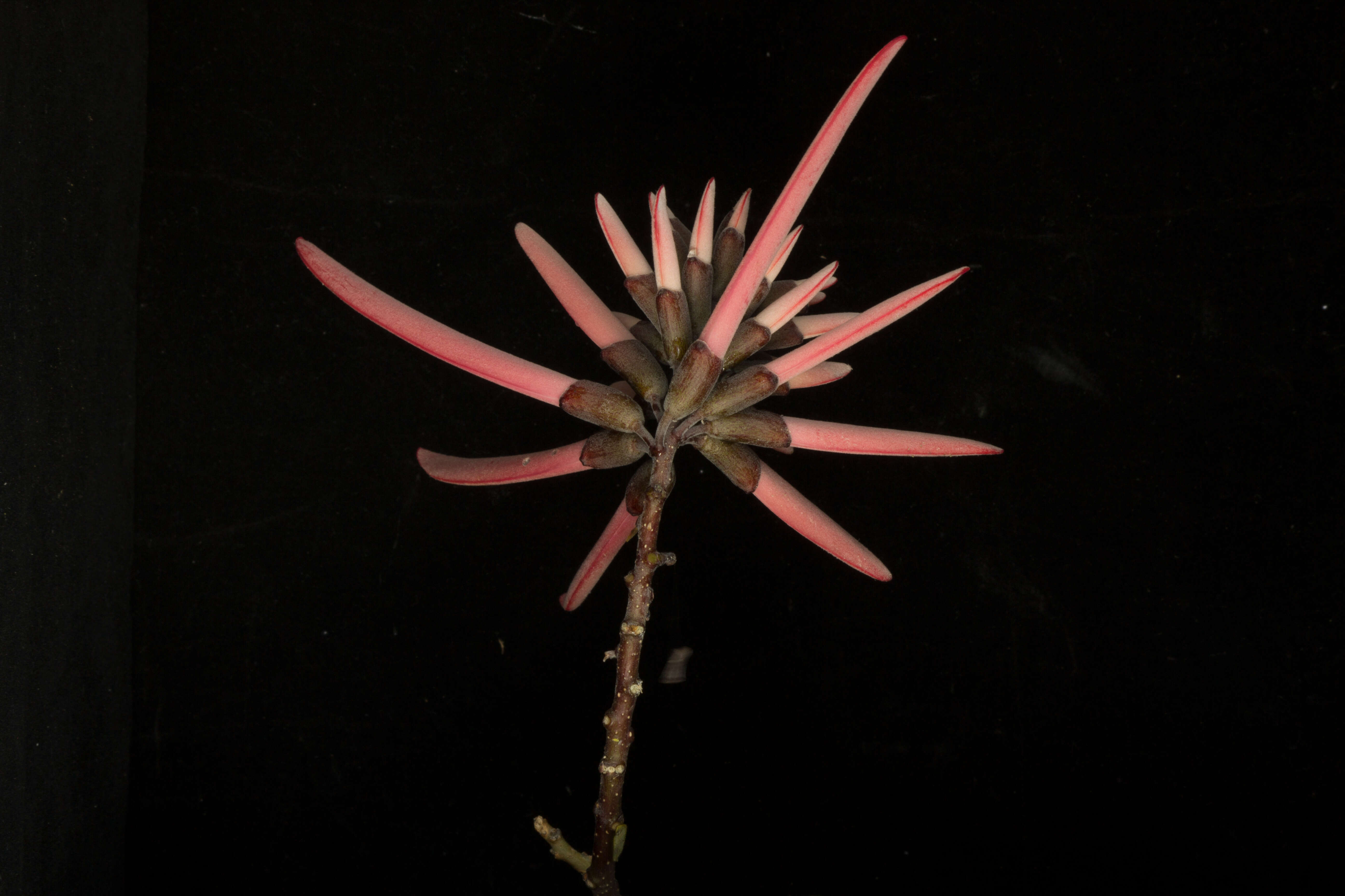 Image of Erythrina lanata Rose
