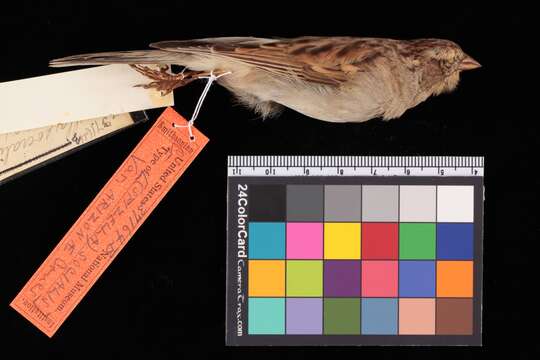 Image of Spizella passerina arizonae Coues 1872