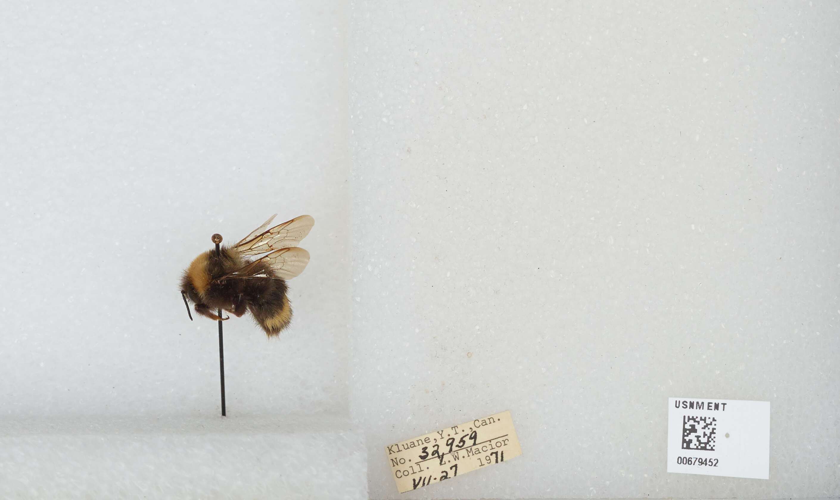 Слика од Bombus occidentalis Greene 1858