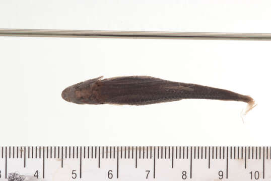 Imagem de Notropis amabilis (Girard 1856)