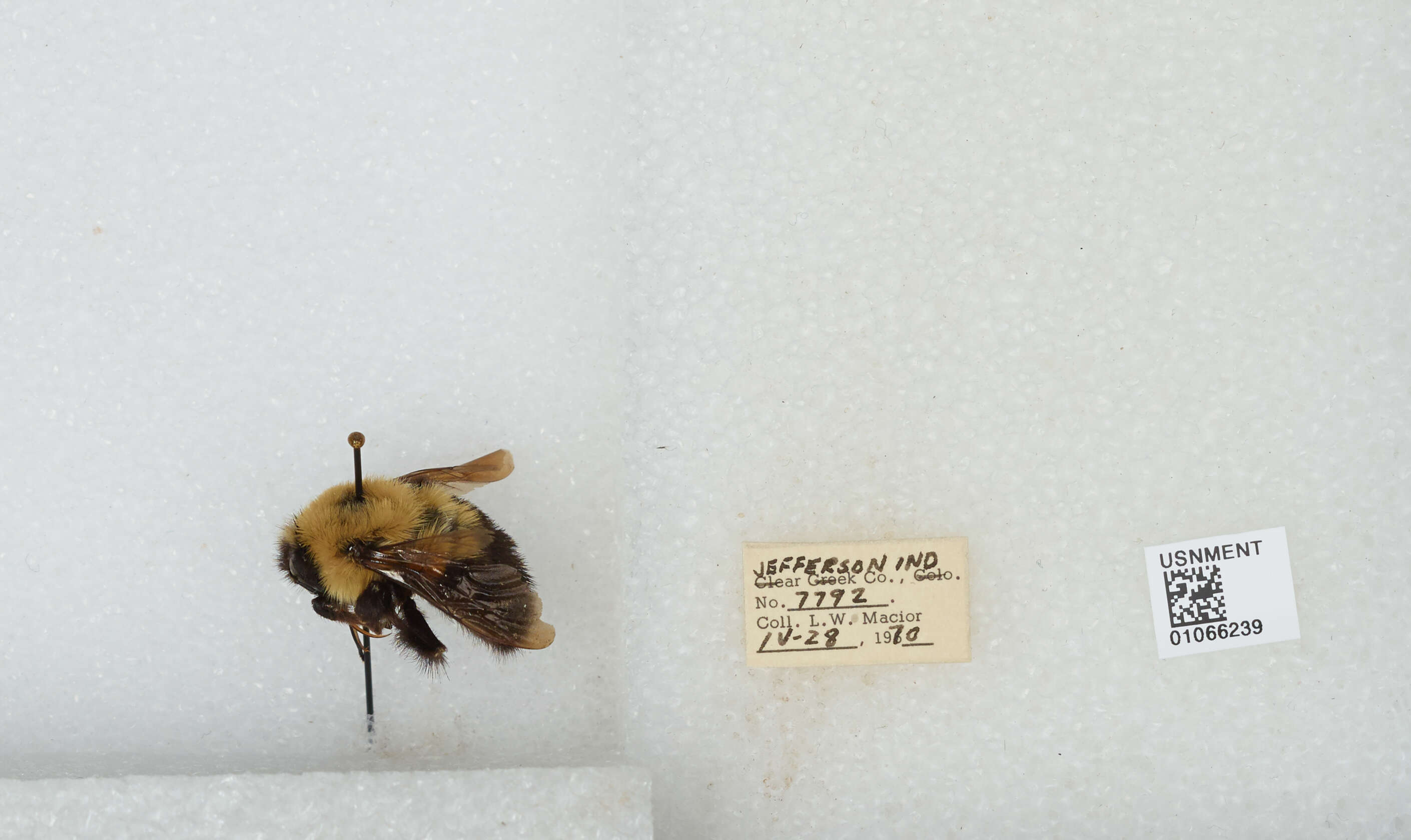 صورة Bombus bimaculatus Cresson 1864