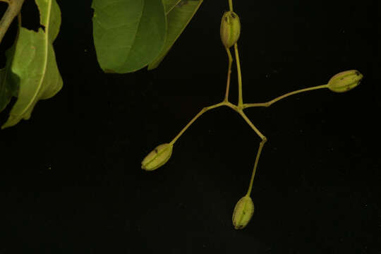 Image of Pisonia macranthocarpa (Donn. Sm.) Donn. Sm.