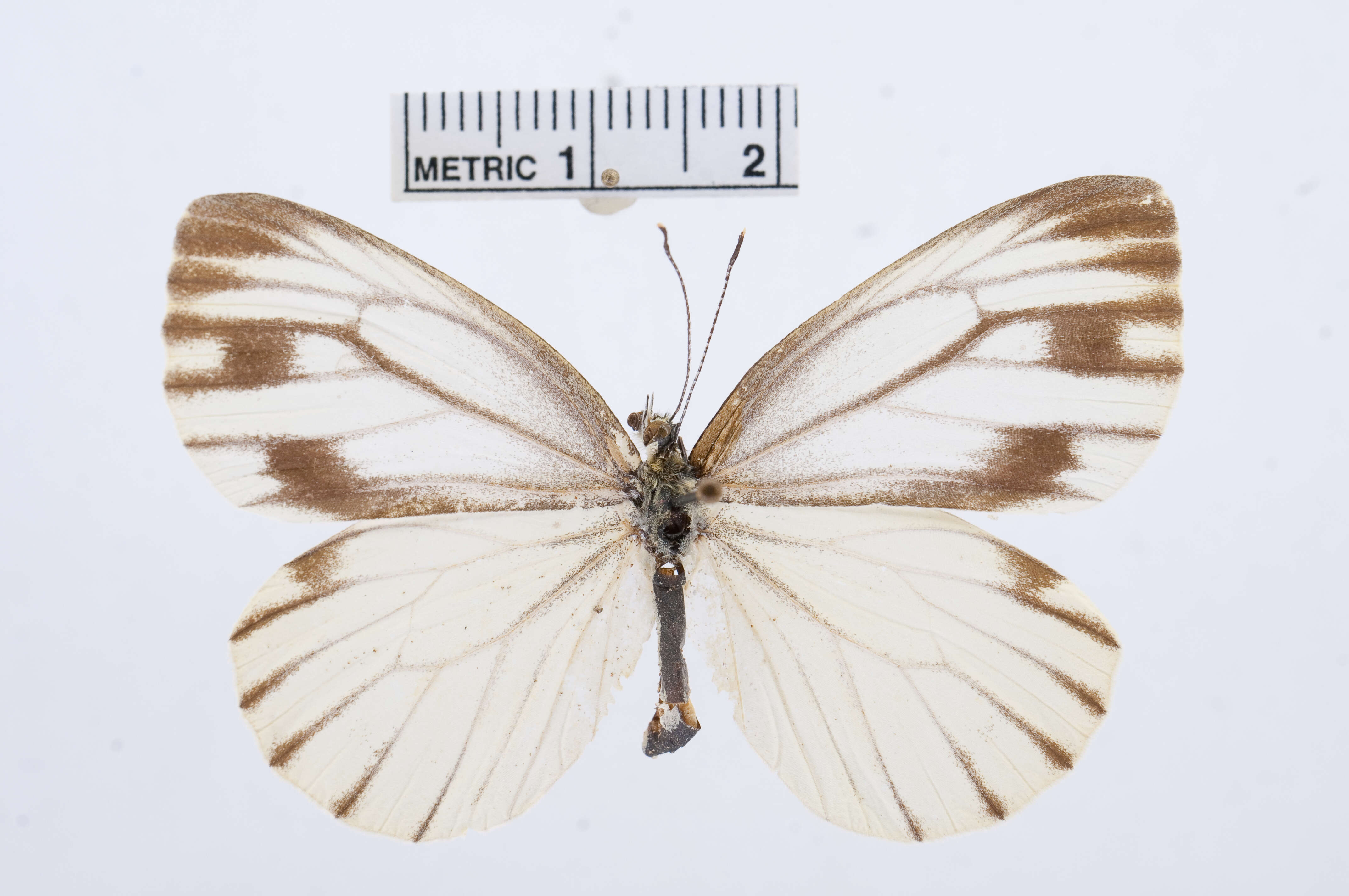 Image of Pieris dulcinea (Butler 1882)