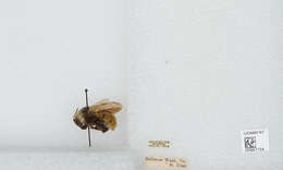 Слика од Bombus appositus Cresson 1879