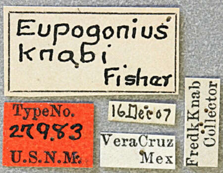 Image of Eupogonius knabi Fisher 1925