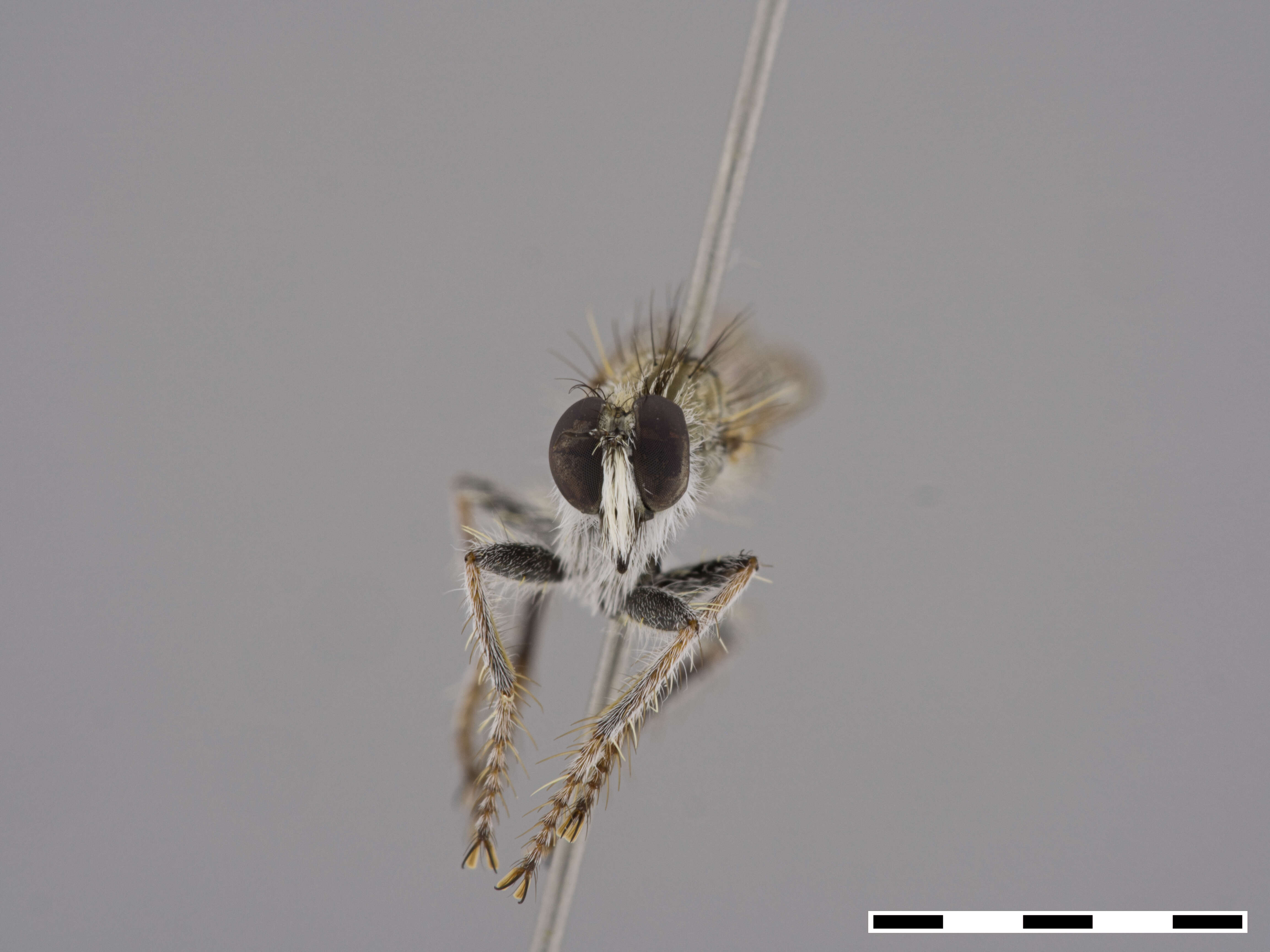 Image of Neolophonotus aktites Londt 1985