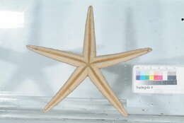 Image of Astropecten comptus Verrill 1915