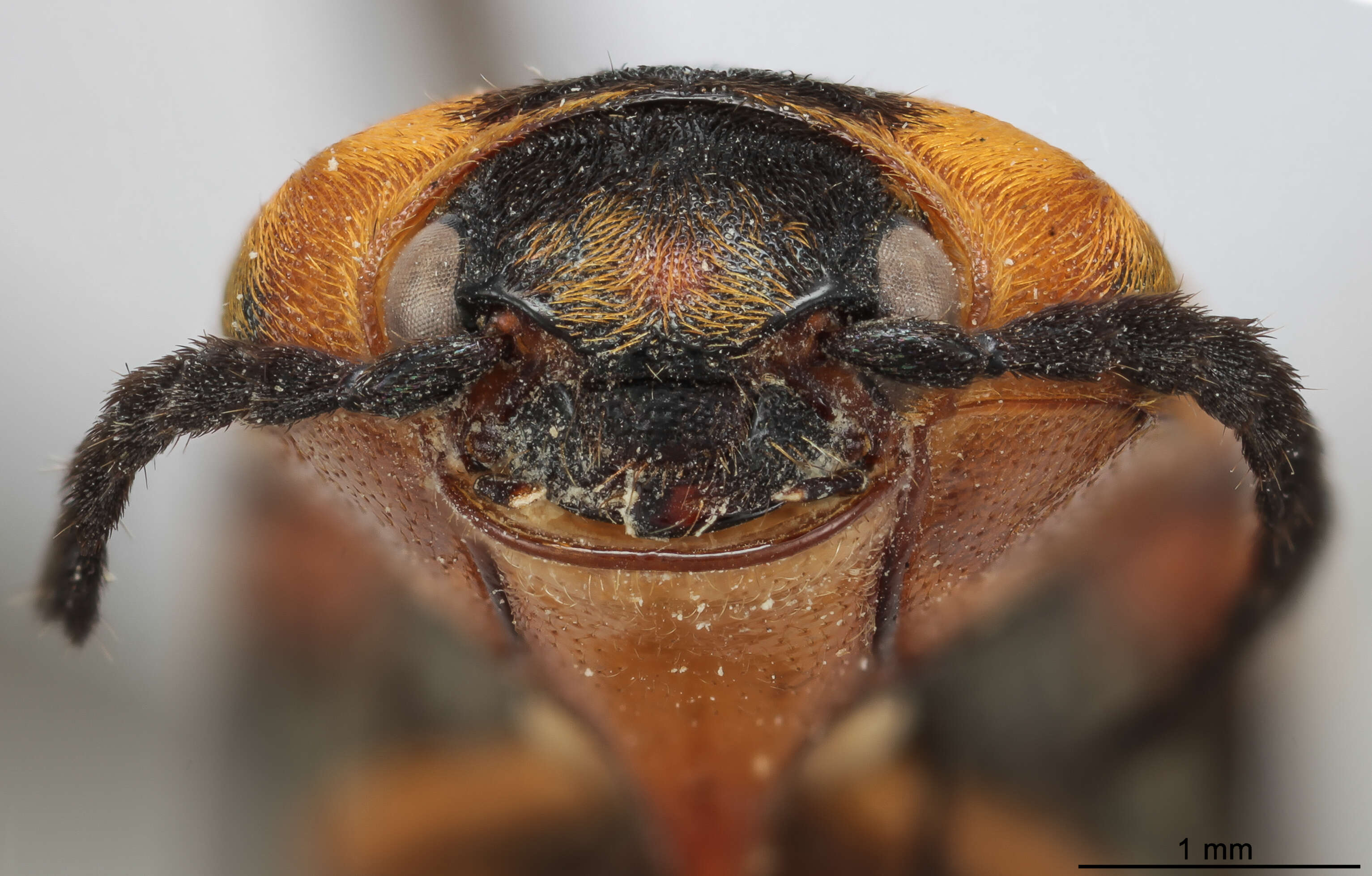 Image of Elateridae