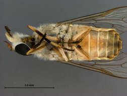 صورة Tabanus claripennis (Bigot 1892)