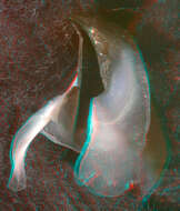 Image of Coffee bean scaled squid