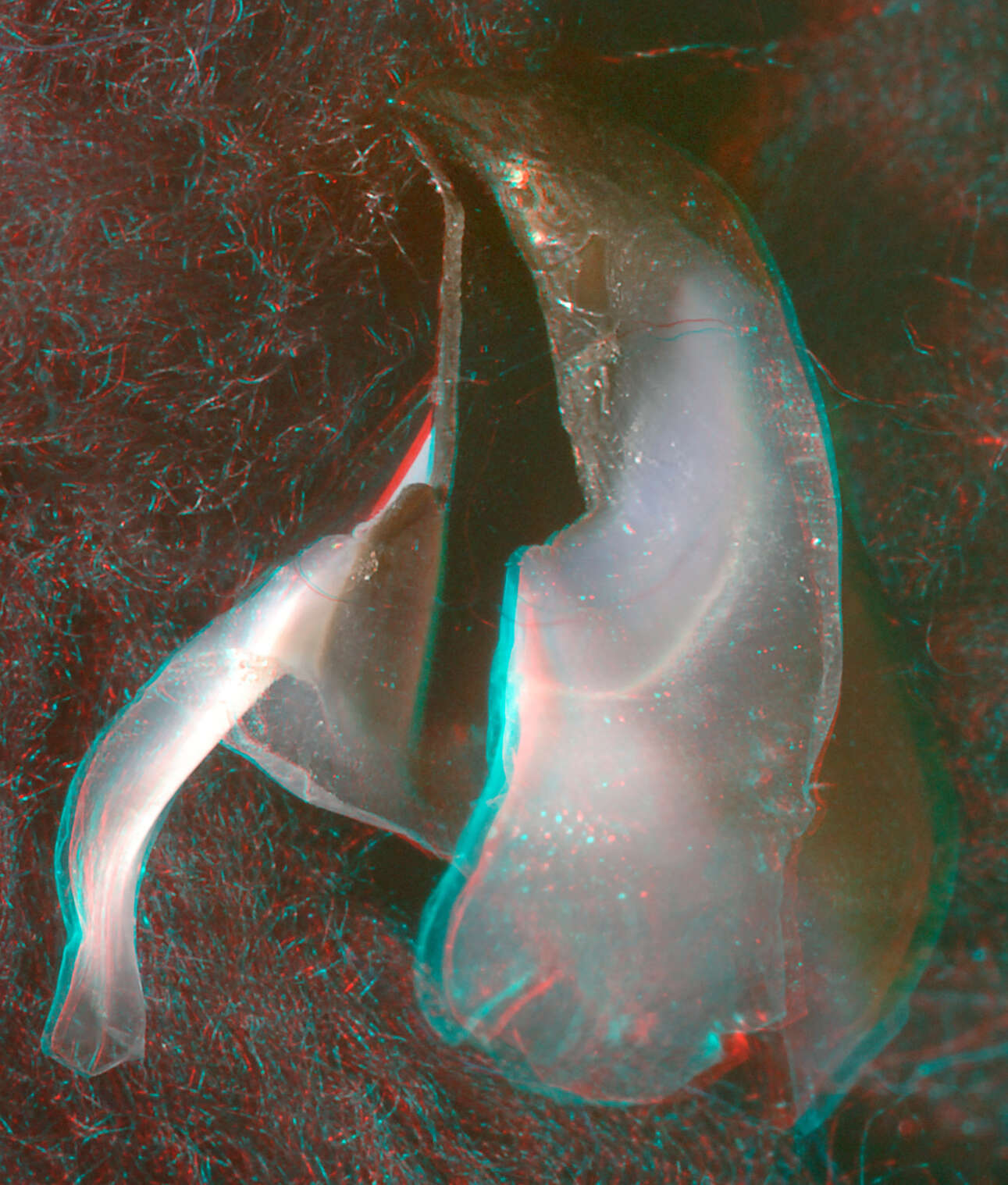 Image of Coffee bean scaled squid