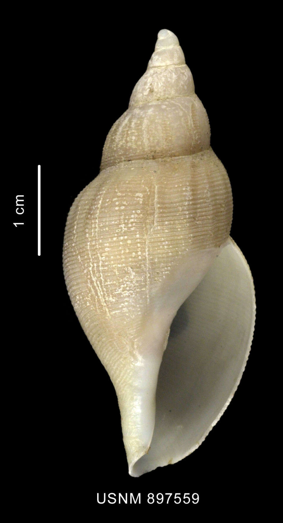 Image of Belaturricula turrita (Strebel 1908)