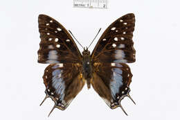 Charaxes cacuthis Hewitson 1863的圖片