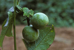 Sivun Cayaponia peruviana (Poepp. & Endl.) Cogn. kuva