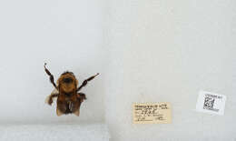 صورة Bombus bimaculatus Cresson 1864