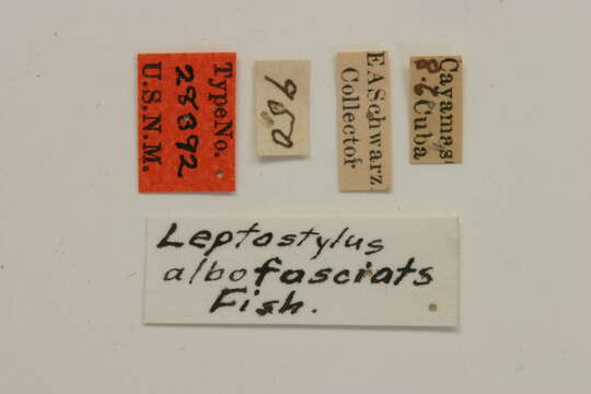 Image of Leptostylopsis albofasciatus (Fisher 1926)