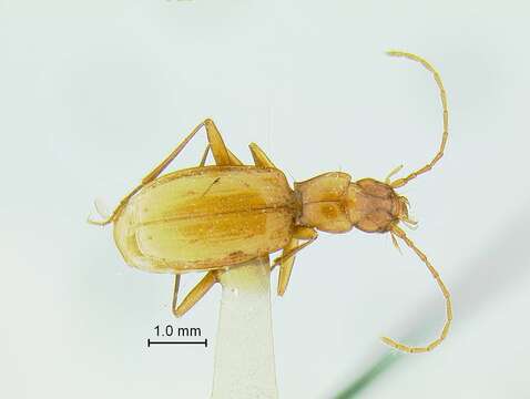 Pseudanophthalmus fuscus Valentine 1931的圖片