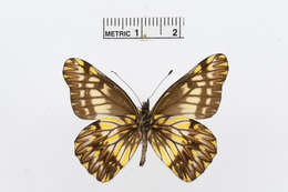 Image of Catasticta philodora Brown 1939