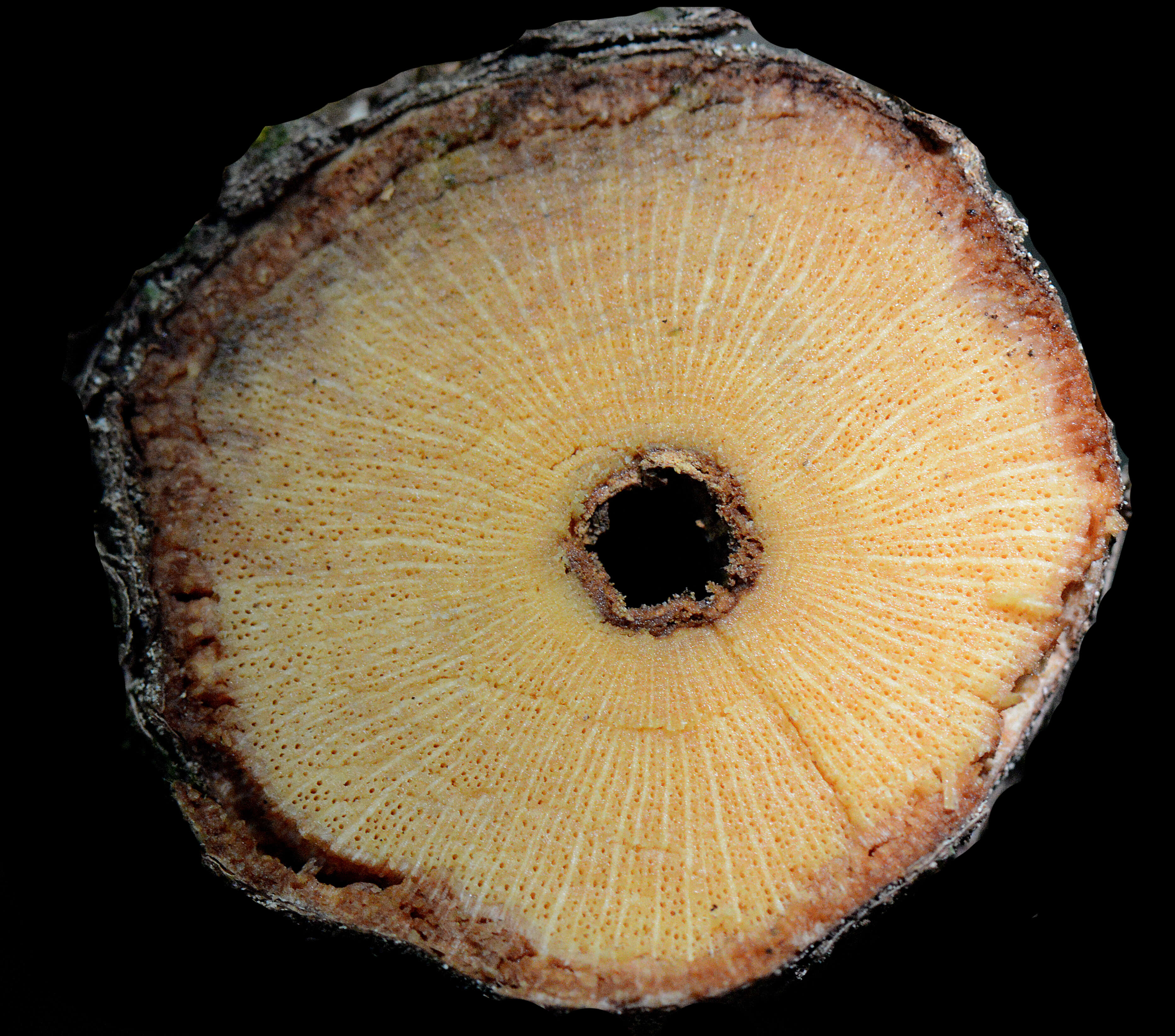 Image of Dilleniaceae