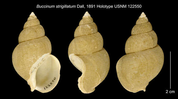 Image of Buccinum strigillatum Dall 1891