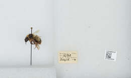 Image de Bombus balteatus Dahlbom 1832