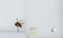 صورة Bombus bimaculatus Cresson 1864