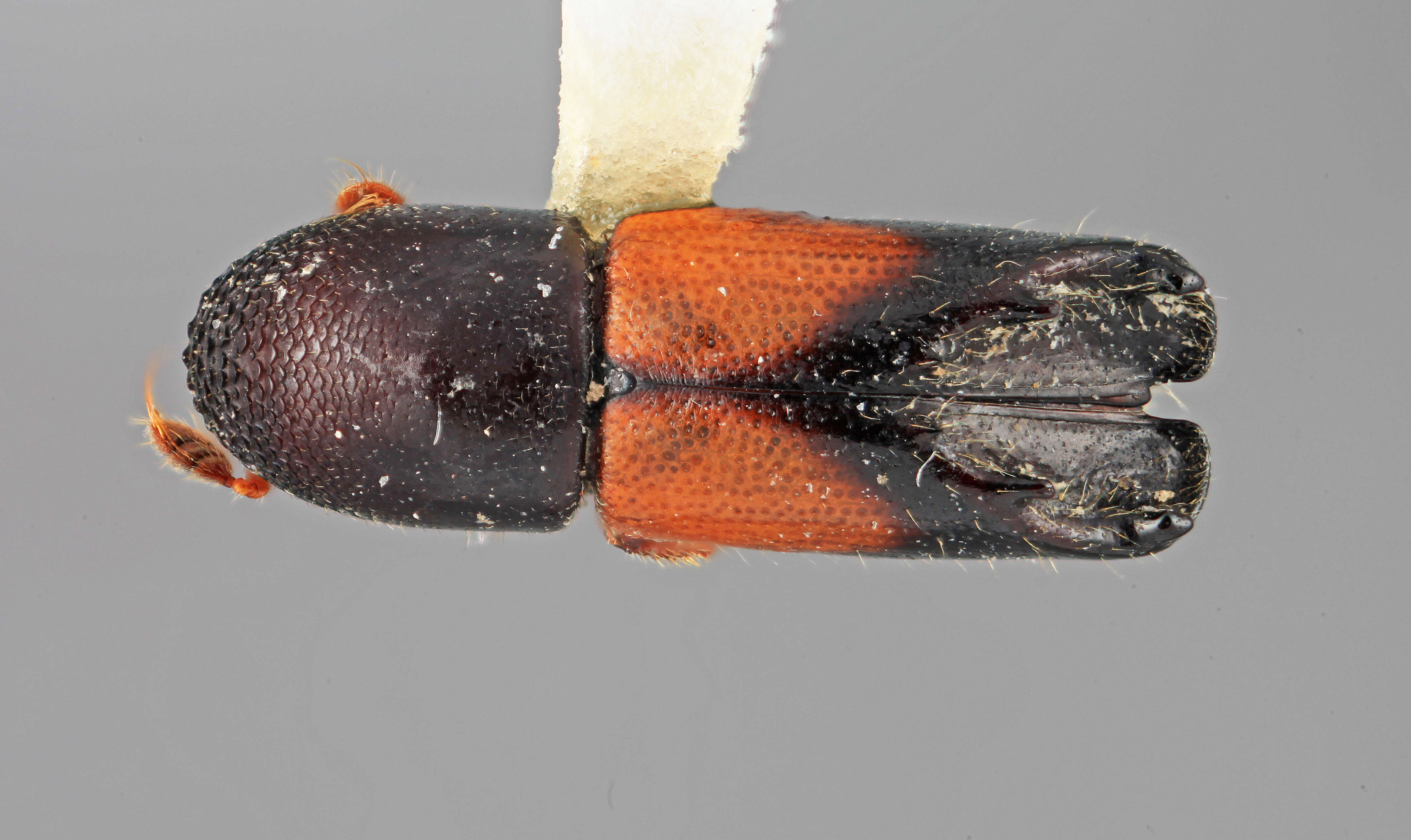 Image of Tricolus coloreus Wood 2007