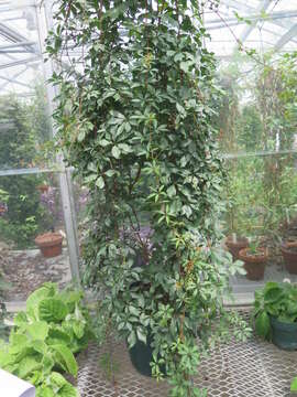 Image of sevenleaf creeper