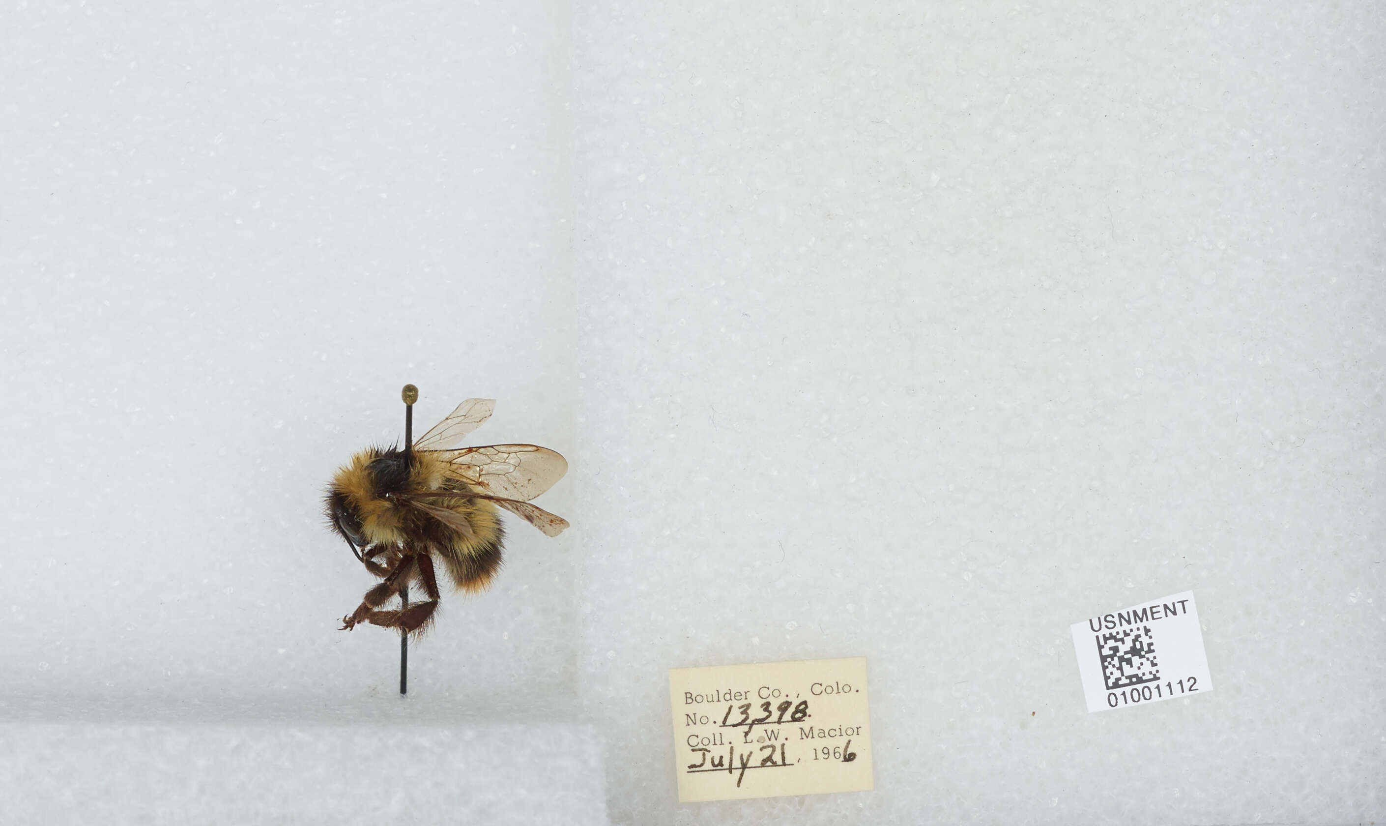 Image de Bombus balteatus Dahlbom 1832