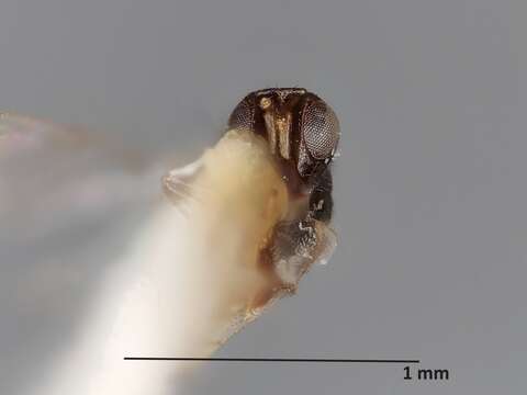 Image of Parasitoid wasp