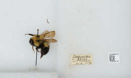 صورة Bombus bimaculatus Cresson 1864