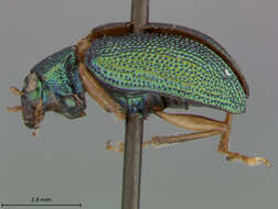 صورة Colaspis Fabricius 1801