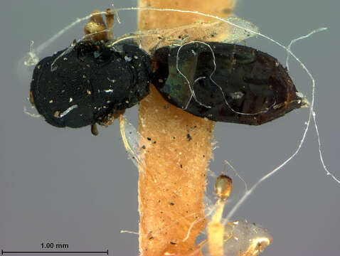 Plancia ëd Homoporus isosomatis (Ashmead 1904)