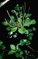 Image of thickleaf peperomia