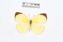 Image of Eurema desjardinsii (Boisduval 1833)