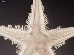 Image of Astropecten marginatus Gray 1840