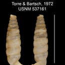 Imagem de Cochlodinella nana C. Torre & Bartsch 1972