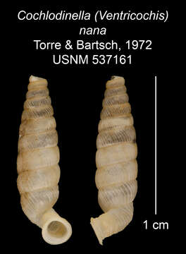 Imagem de Cochlodinella nana C. Torre & Bartsch 1972