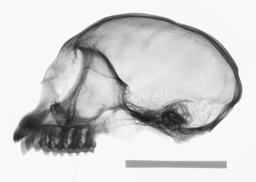 Image of Presbytis sumatrana (Müller & Schlegel 1841)